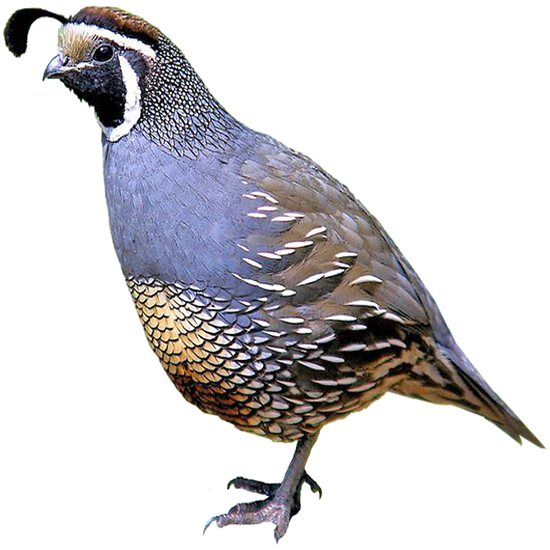 California Quail